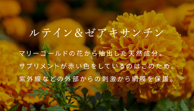 セアキサンチン&ルテイン 緑黄色野菜に多く含まれているカロテノイド(600種類以上存在する天然色素の総称)の一種。紫外線など外部からの刺激から網膜を保護。